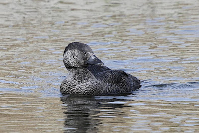 musk duck