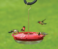 hummingbirds at hummingbird feeder