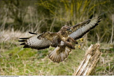 Stunning Close Up Photography Of Wild Animal Seen On www.coolpicturegallery.us