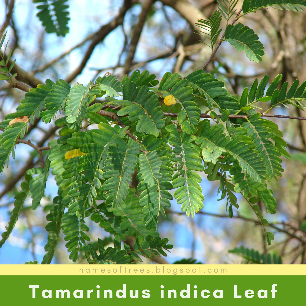 Characteristics Of Tamarind Tree Tamarindus Indica In The Wild Names Of Trees
