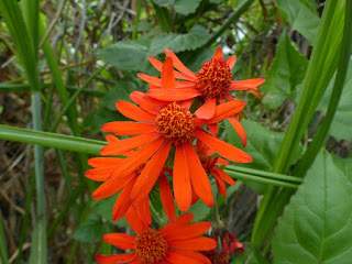 Pseudogynoxys chenopodioides - Marguerite orange