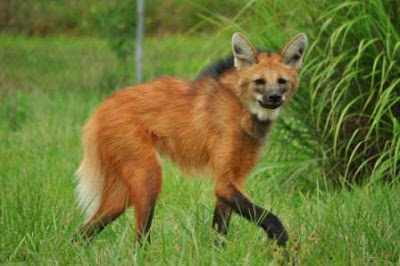 Serigala Maned /  Maned Wolf