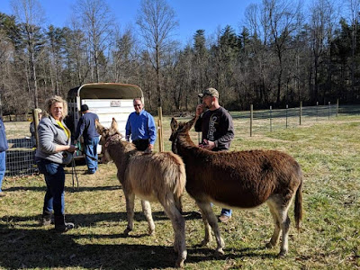 Donkeys being unloaded from a trailer