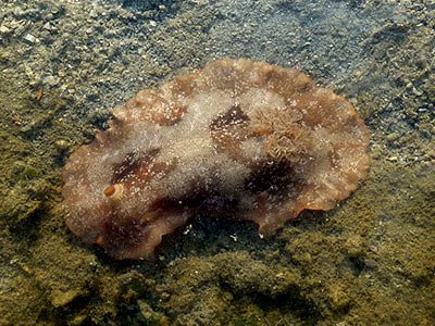 Platydoris scabra, nudibranch