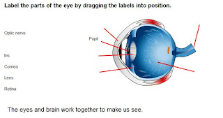 http://wikisaber.es/Contenidos/LObjects/eyes_and_seeingEN/index.html