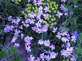 candystripe moss phlox