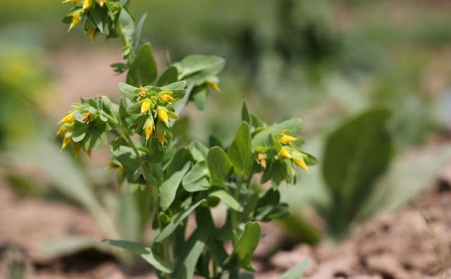 Cerinthe Minor Flowers Pictures