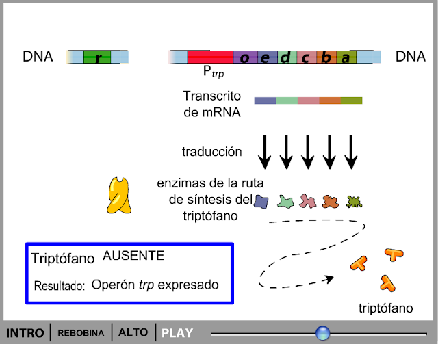 http://www.bionova.org.es/animbio/anim/operontrp1.swf