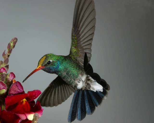 Awesome Humming Bird Wallpaper