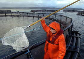 http://www.scotsman.com/business/food-drink-agriculture/new-fish-vaccination-research-gets-cash-injection-1-3847607