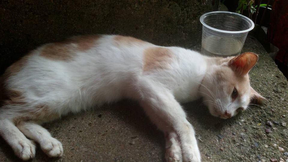 Mengharukan Kasih Sayang Kucing Ini Kepada Tuannya Yang 