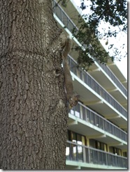 The local wildlife with a peanut