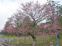 豪華な八重咲きの紅梅で、枝ぶりも「見事」で威風堂々と梅の花を咲かしていた。 