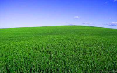 Deep Green Spring Background for Desktop