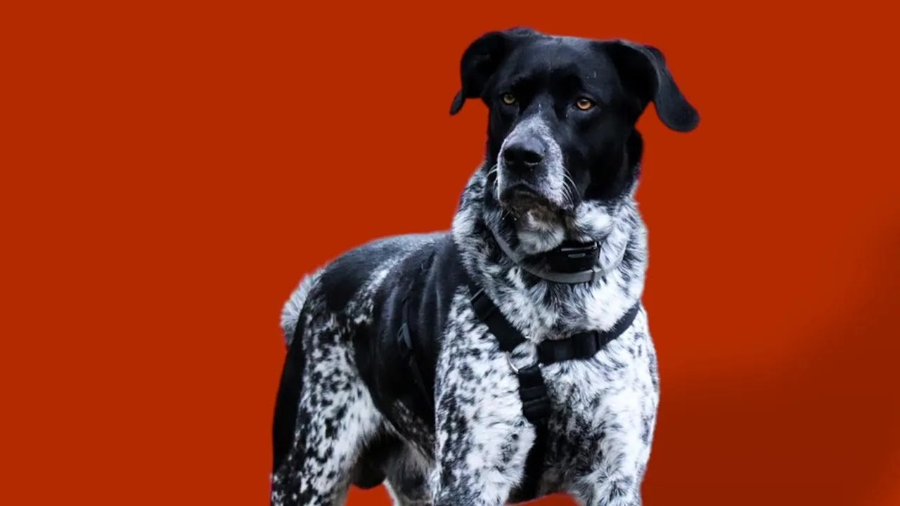 information about German Shorthaired Pointers a