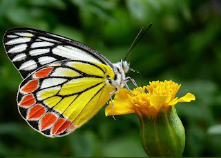 yellow-black-orange-color-beautiful-butterfly