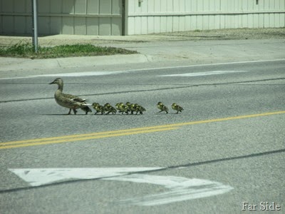 12 ducklings