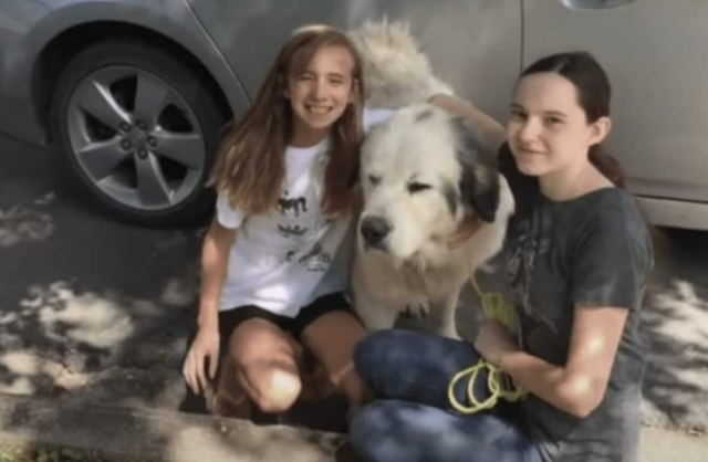 Cão gigante é abandonado na estrada e adotado por família que passava no local  + Vídeo