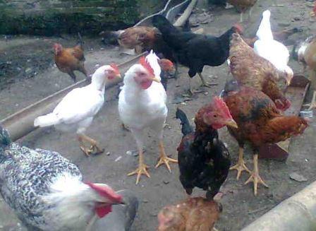 Cara Pemberian Pakan dan Minum Ayam Buras