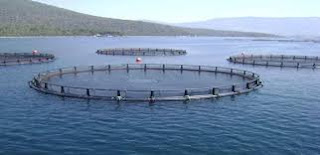 aquaculture,  mariculture in india