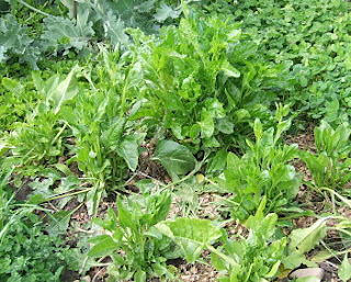 Sea beet patch