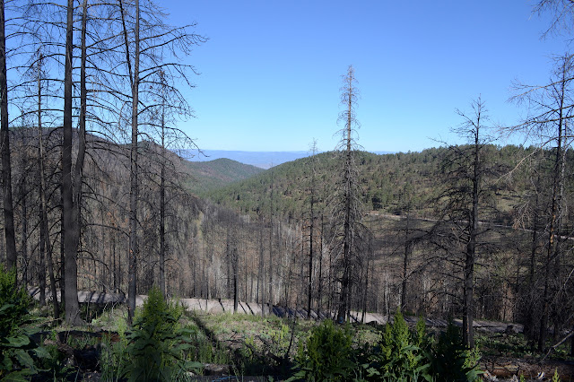 quite a lot of standing dead, burned trees