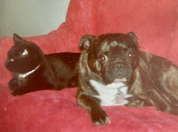 a black cat and a black-and-white dog sitting together in a chair