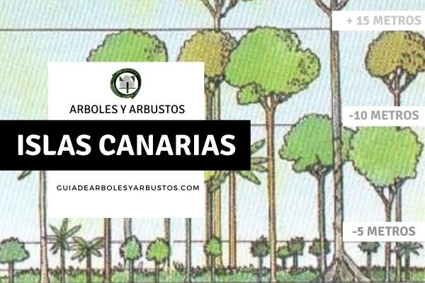 Arboles y arbustos en Canarias, España