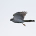 9月6日の絵鞆半島の渡り鳥