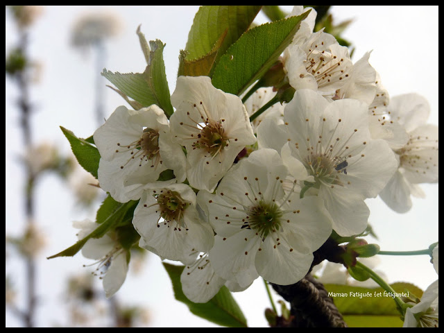 cerisier en fleurs