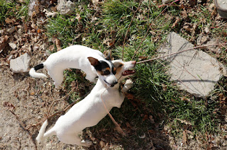 Thelma and Louise share a stick/tree/sapling