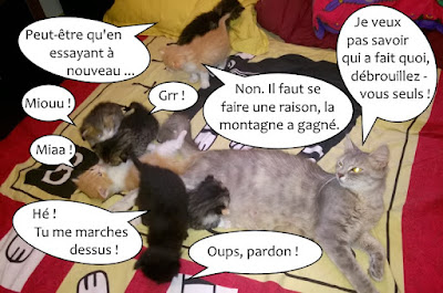 Baston entre chatons !