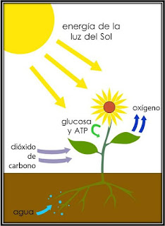 Image result for El nitrÃ³geno de la atmÃ³sfera por sÃ­ mismo no es respirable, pero cumple un ciclo de vital importancia para la naturaleza y los seres vivos, incluidos los seres humanos