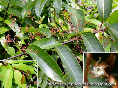 Anodendron candolleanum