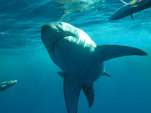 great white shark