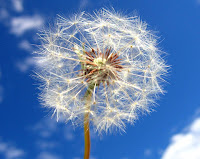 Dandelion