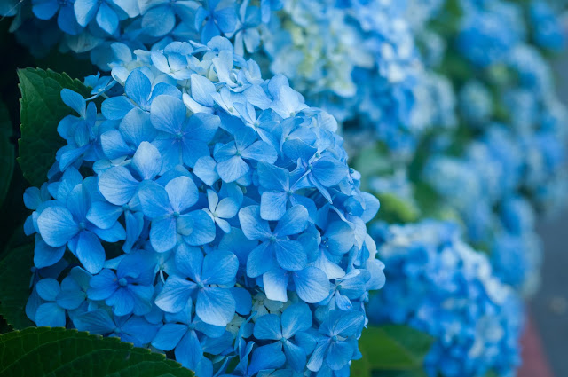 Hortensias in Gramado, Brazil