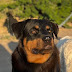 Cachorro da raça Rottweiler está desaparecido na região do Chapéu do Gato, em Ruy Barbosa
