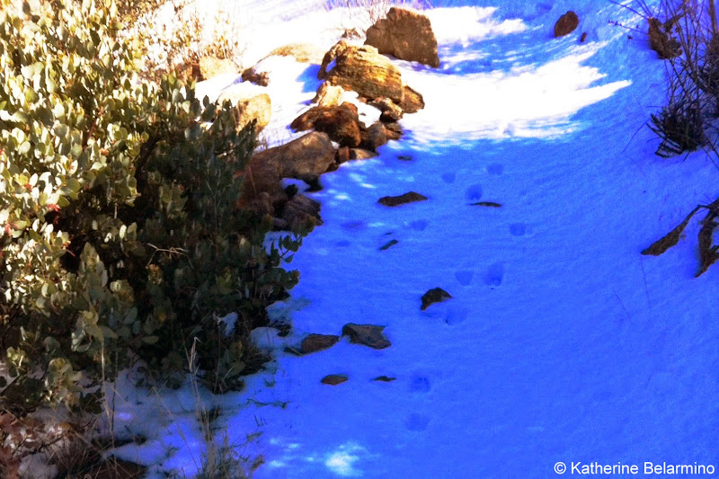 Animal Tracks Along San Diego's Stonewall Peak Hiking Trail