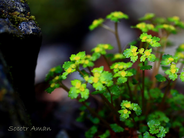 Chrysosplenium flagelliferum