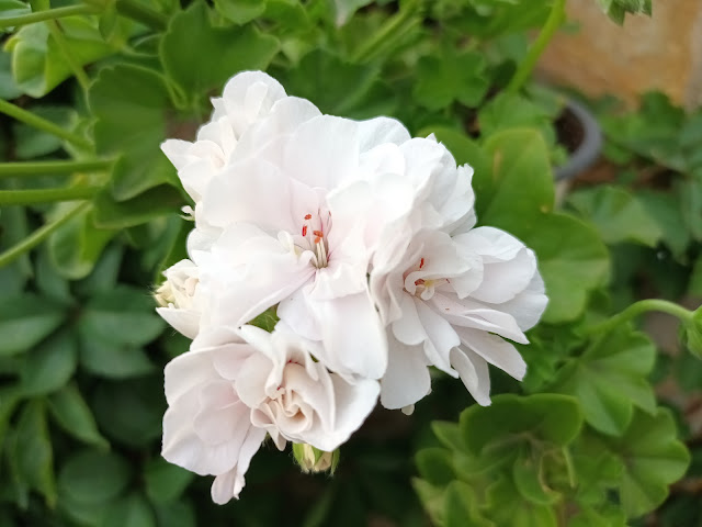 Gitanilla (Pelargonium peltatum ( L. ) L'Hér. ex Aiton).