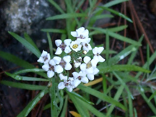 Lobularia canariensis subsp. palmensis