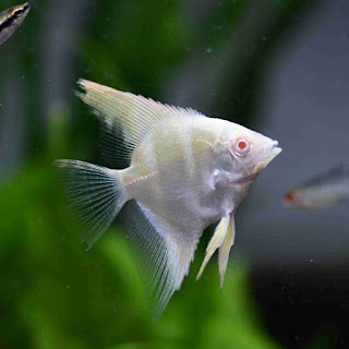 Albino Angelfish