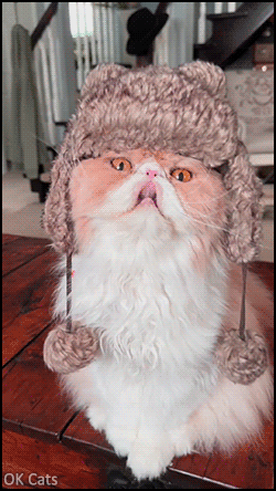 Funny Cat GIF • 'Morris' sends you Winter vibes with his new wool hat [ok-cats.com]