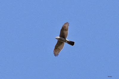 Eurasian Sparrowhawk