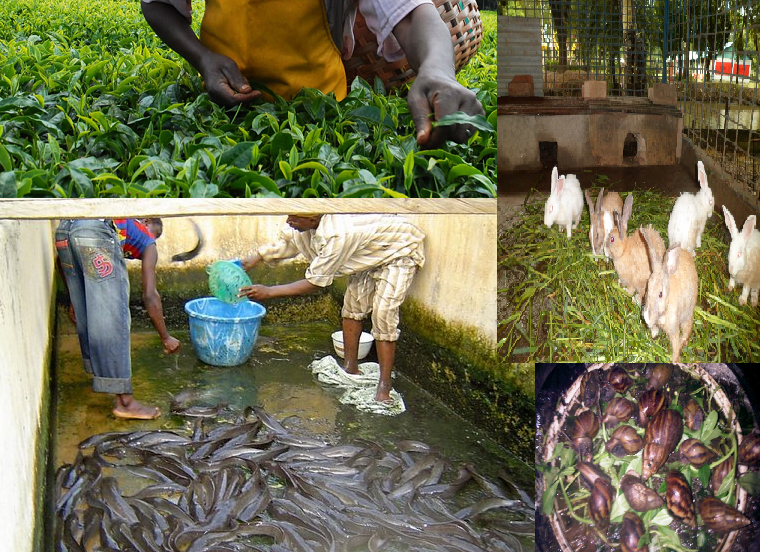 snail fish rabbit farming agriculture business pictures