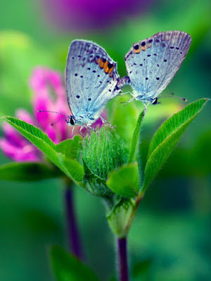 BUTTERFLY HD WALLPAPER 35