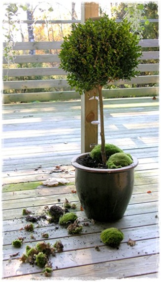 2 buxus