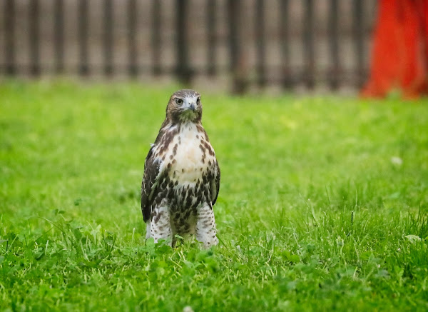 Fledgling red-tailed hawk in Tompkins Square