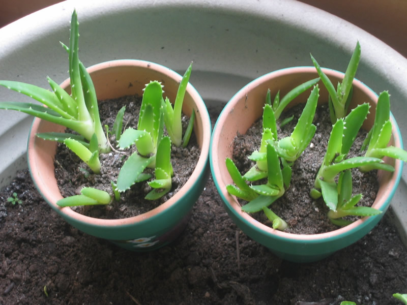 Buy Aloe Vera Seed The Garden Of Eaden
